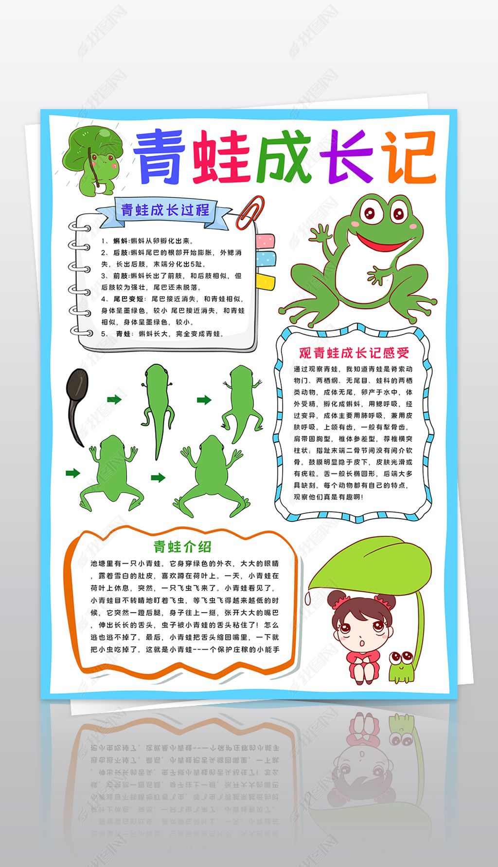 原创青蛙成长记小报动物生长手抄报青蛙生长过程小报观察日记手抄报