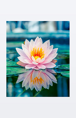 提供大量美丽水莲花图片,美丽水莲花图片大全,美丽水莲花素材在线下载