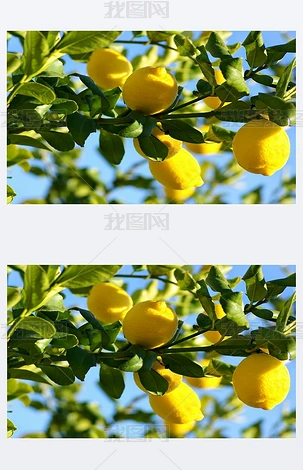 柠檬树的专题模板-柠檬树的图片素材下载-我图网