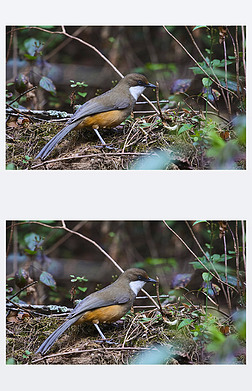 ɫ laughingthrush, Garrulax albogularis, Sattal, °״̬ӡ