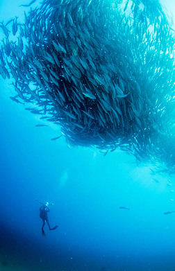 ۾ Trevally ܿ, (Caranx fasciatus) γֻѧУ, ն硣Pulmo ҹ԰, ˮݡ¼, ī.