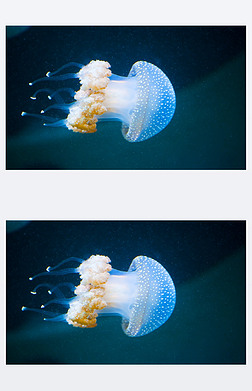 ˮ˶ļ jellyfishs