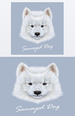 ĪҮ¹ɰɰİɫ eskimo spitz Samoyed Сͷ񡣴ɫǵʵëƤ׹ɫ.