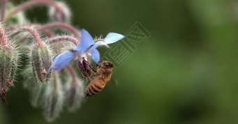 欧洲蜜蜂，蚜虫，蜜蜂觅食硼花，昆虫飞行，授粉法，诺曼底，慢动作