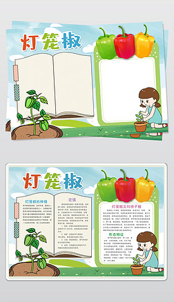 灯笼椒成长日记小报植物生长手抄报电子小报