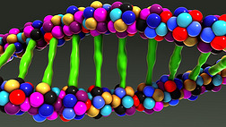  Dna ӵĽṹ