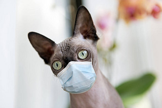 èƷSphynx Canadian, pet, animal, mammal, cat muzzle, in a medical mask at home, protection from coro