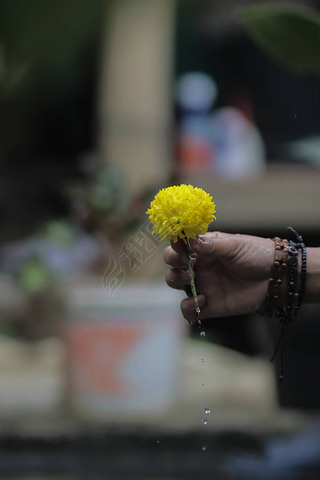 ĻɫԵ㻨֣ˮɽΧMarigold flowerҲTagetes erectaMexican marigoldAztec marigoldAfrican marigold.