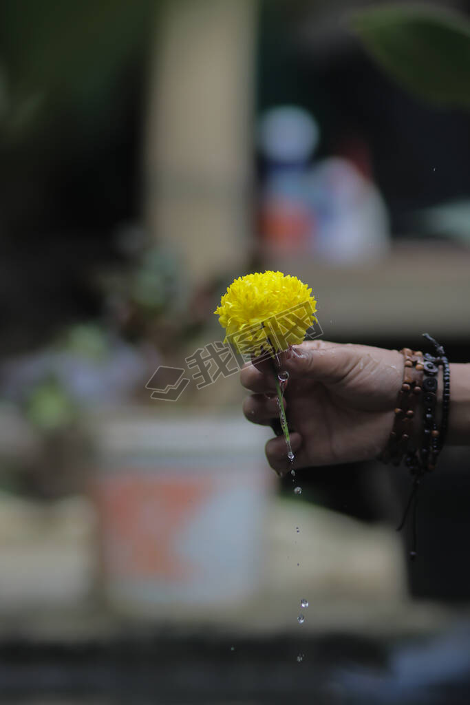 ĻɫԵ㻨֣ˮɽΧMarigold flowerҲTagetes erectaMexican marigoldAztec marigoldAfrican marigold.