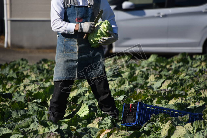 A scene of farm work, harvesting cabbage. Cabbage is a vegetable that contains carotene, vitamin C, 