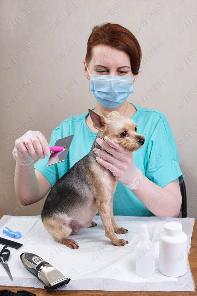 Groomer woman with red hair in a medical mask is combing the wool of a Yorkshire Terrier dog with a 