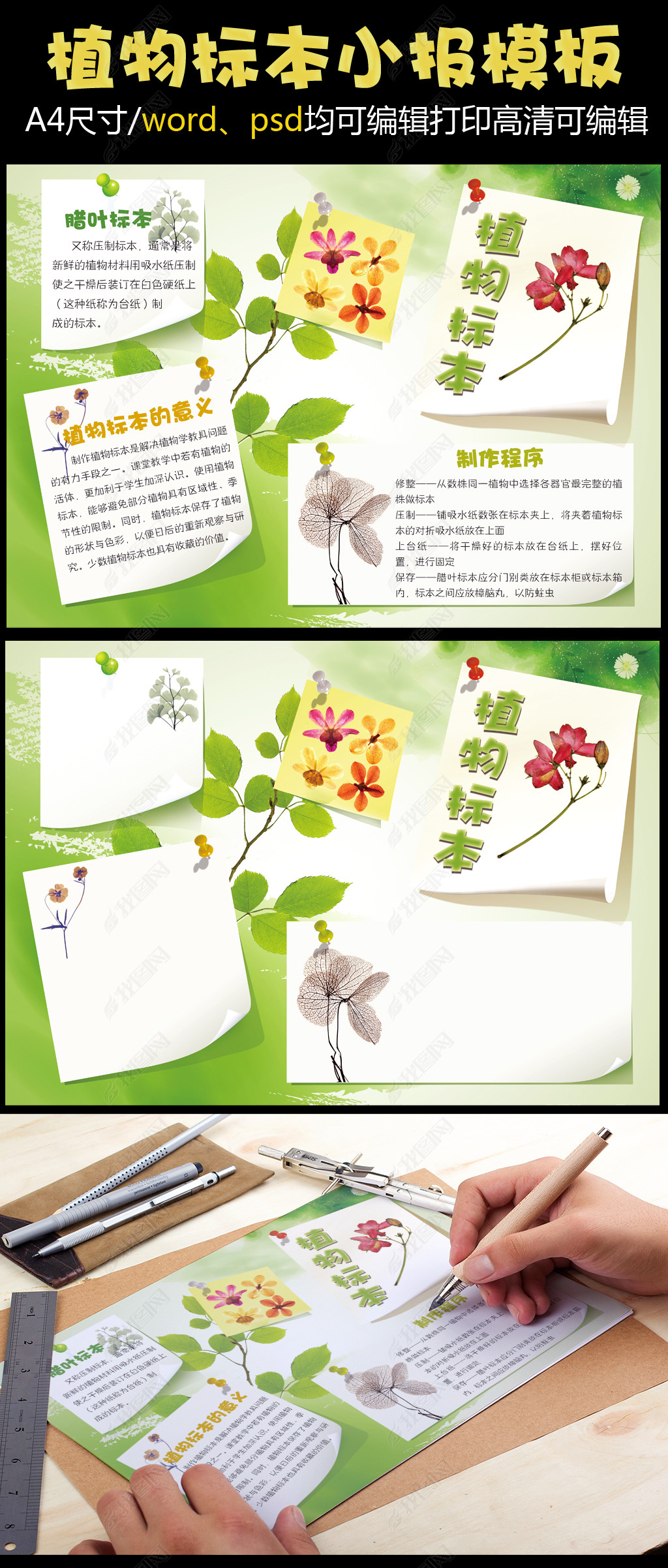 原创绿色自然植物标本手抄报模板版权可商用