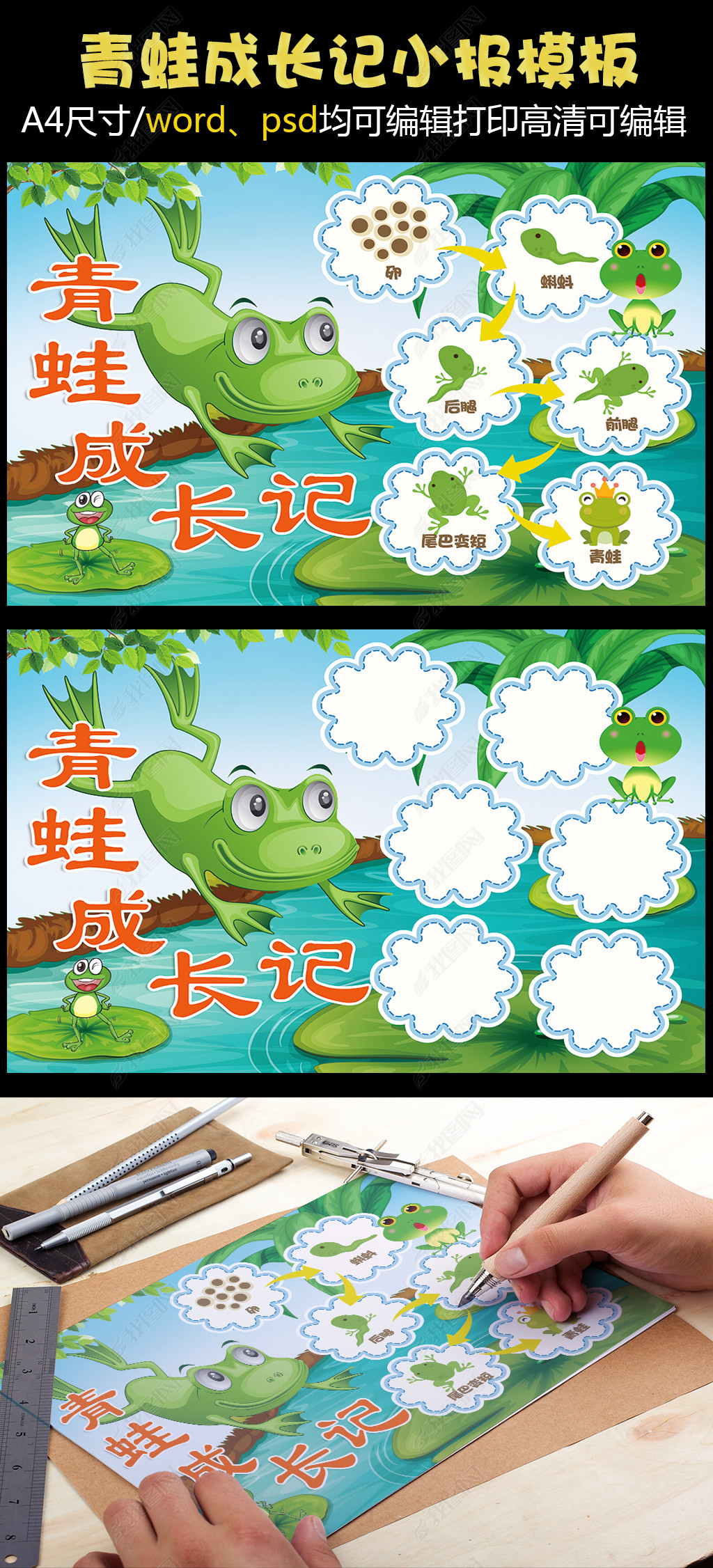 青蛙成长记小报动物观察日记小报模板