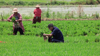 实拍4k农民一家人种植水稻