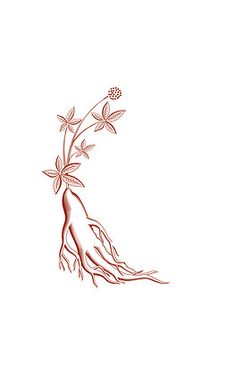 中药西洋参元素线稿