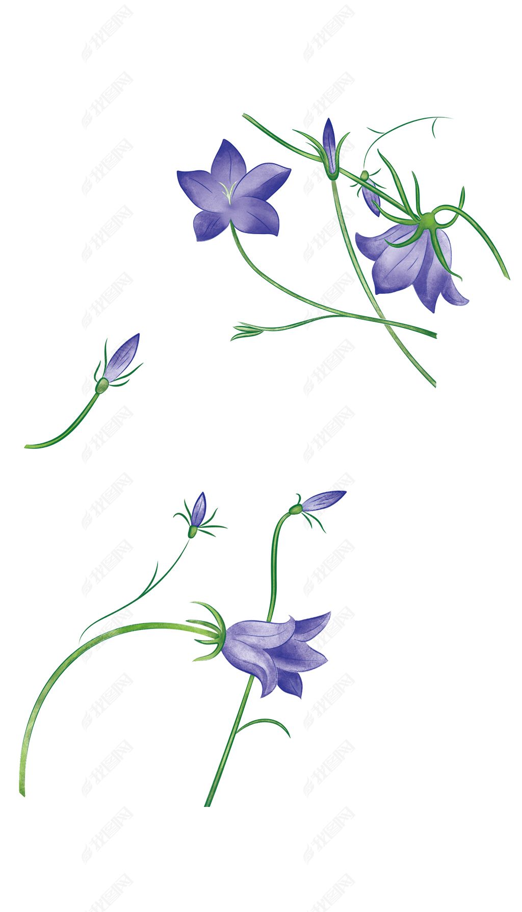 原创卡通植物水彩日系蓝风铃浪漫手绘花-版权可商用