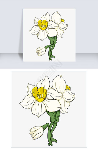 白色水仙花朵手绘图