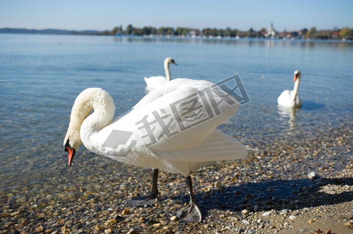 ¹Ľܱ߻ķ(Chiemsee)