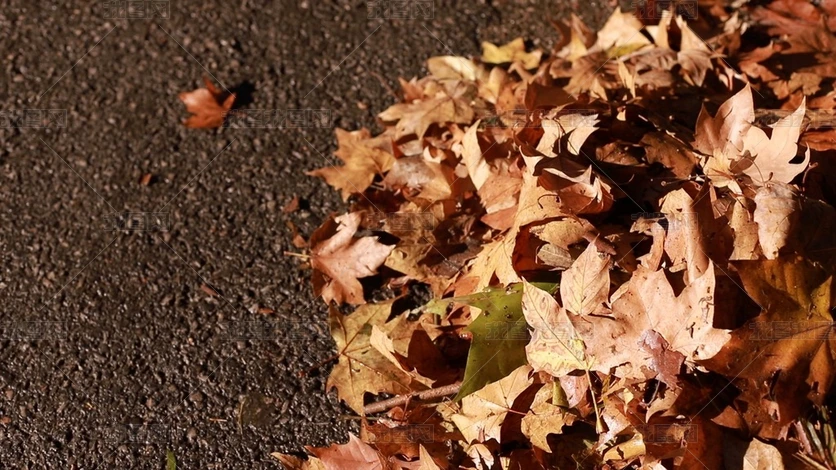 ������Ҷ��ͩҶ