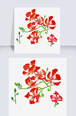 水彩风格凤凰花枝插画