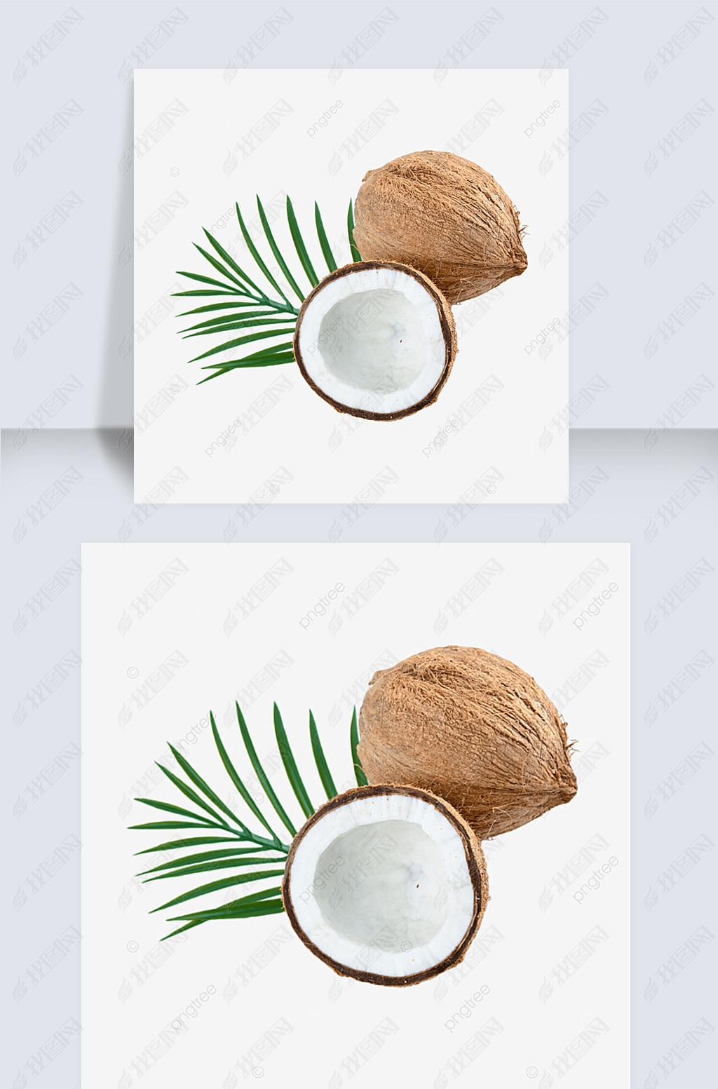 椰子食品圆形植物