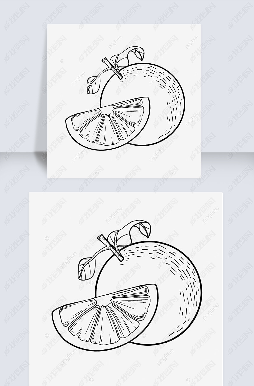 原创叶子枝干橙子剪贴画黑白版权可商用