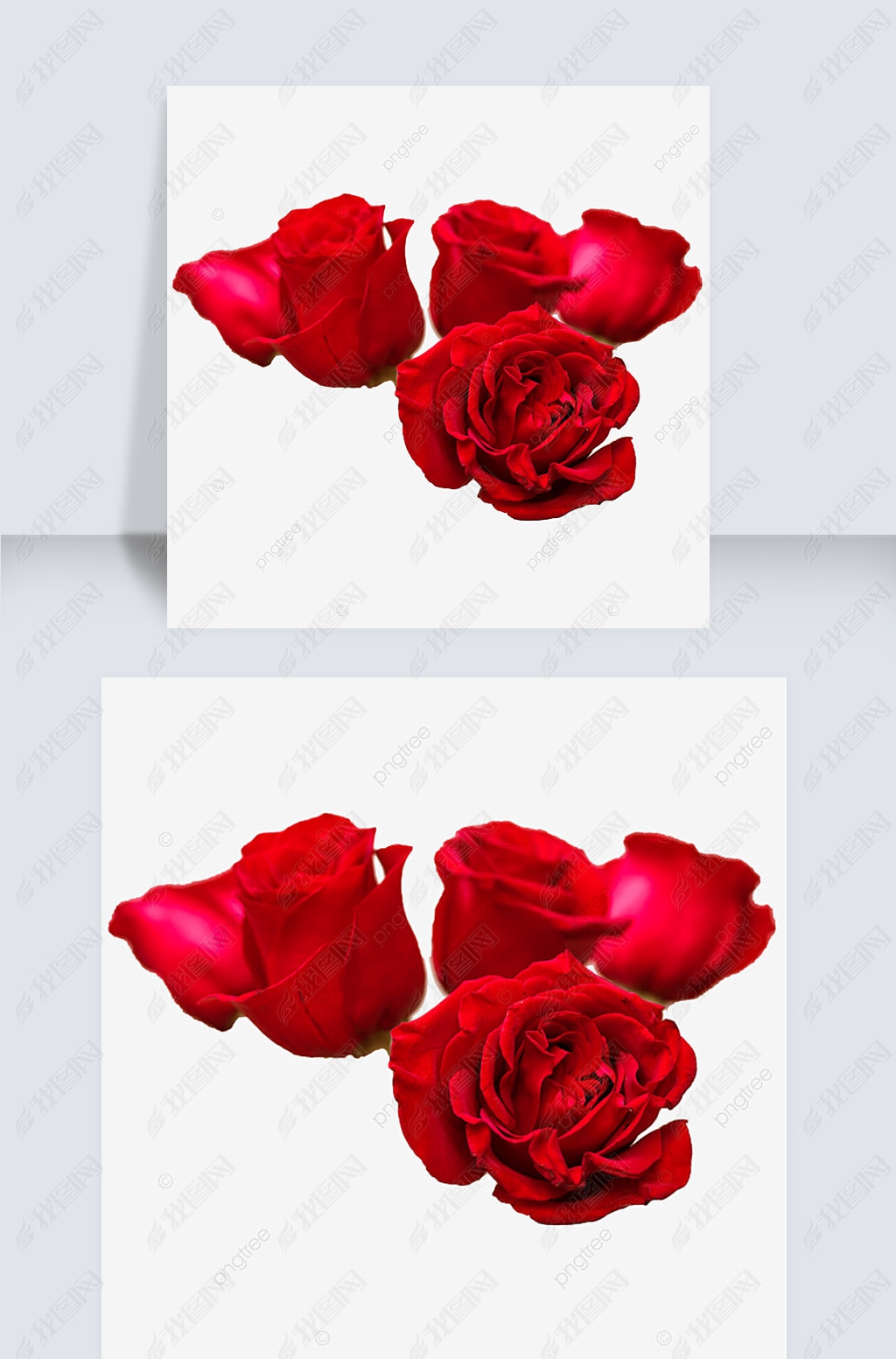 原创四朵红玫瑰玫瑰花透明背景摄影图版权可商用