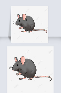 rat clipart