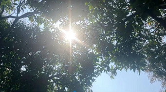 春天户外阳光树木树林原创实拍可用片头片尾视频