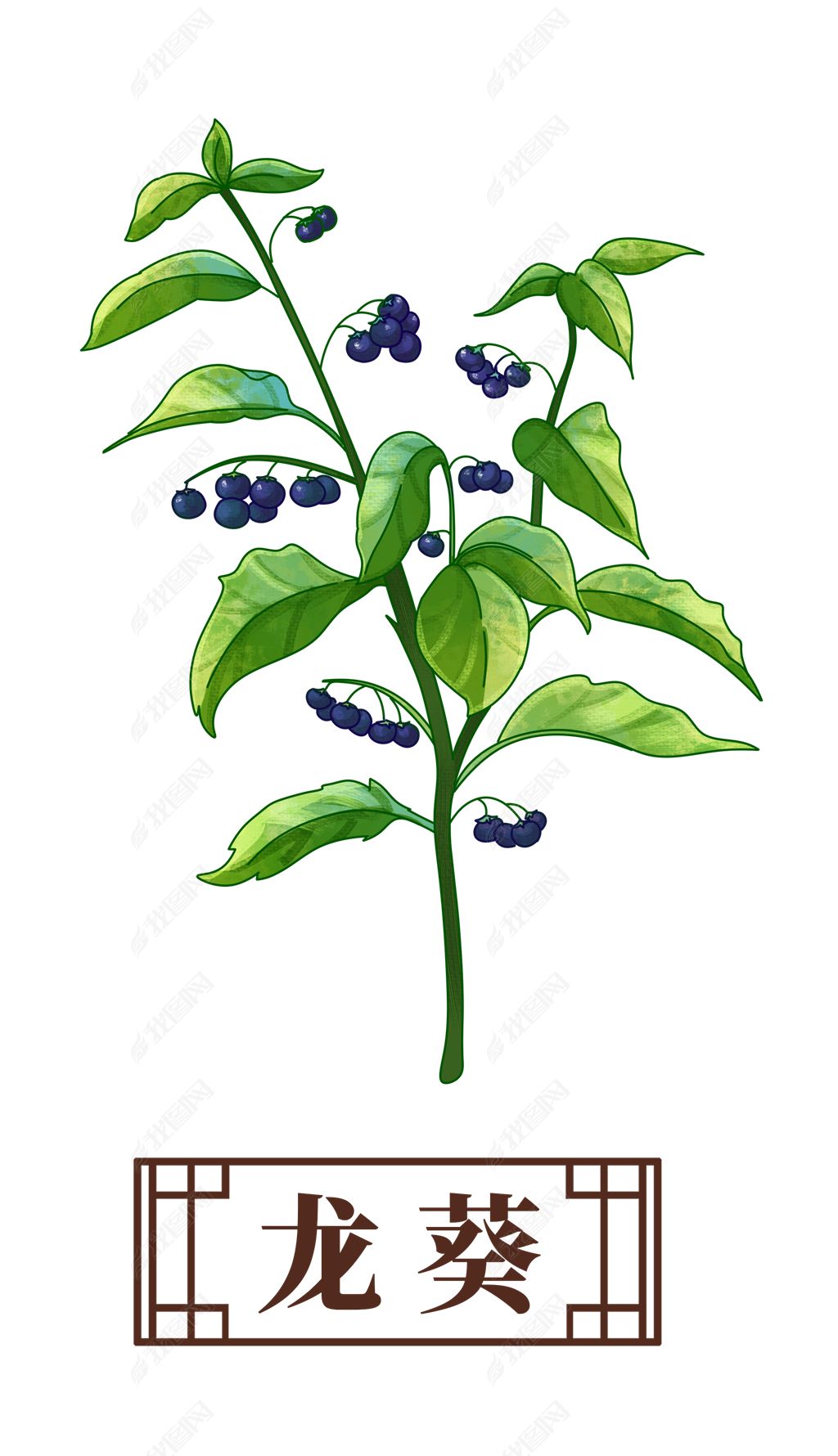 原创龙葵中药材药材插画元素