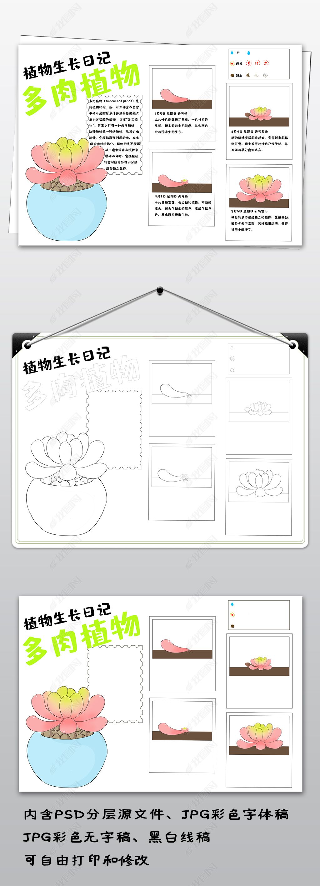 原创多肉植物成长日记小报植物生长手抄报电子小报-版权可商用