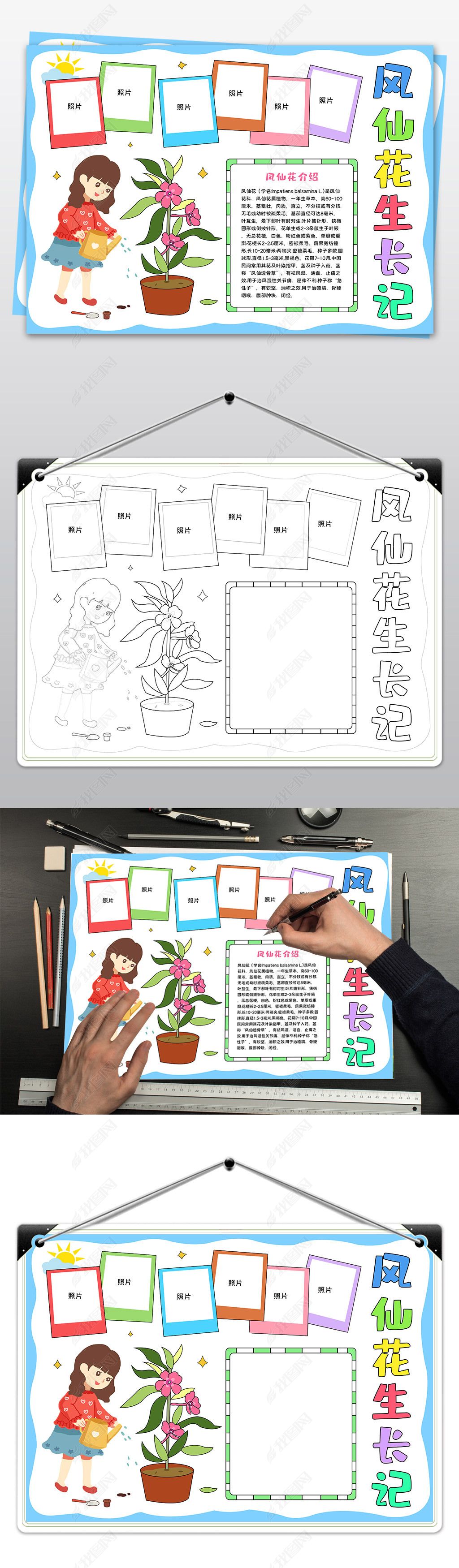 原创植物生长记录手抄报凤仙花生长记手抄报设计模板-版权可商用