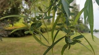 ����Ҷ�ӱ��紵��