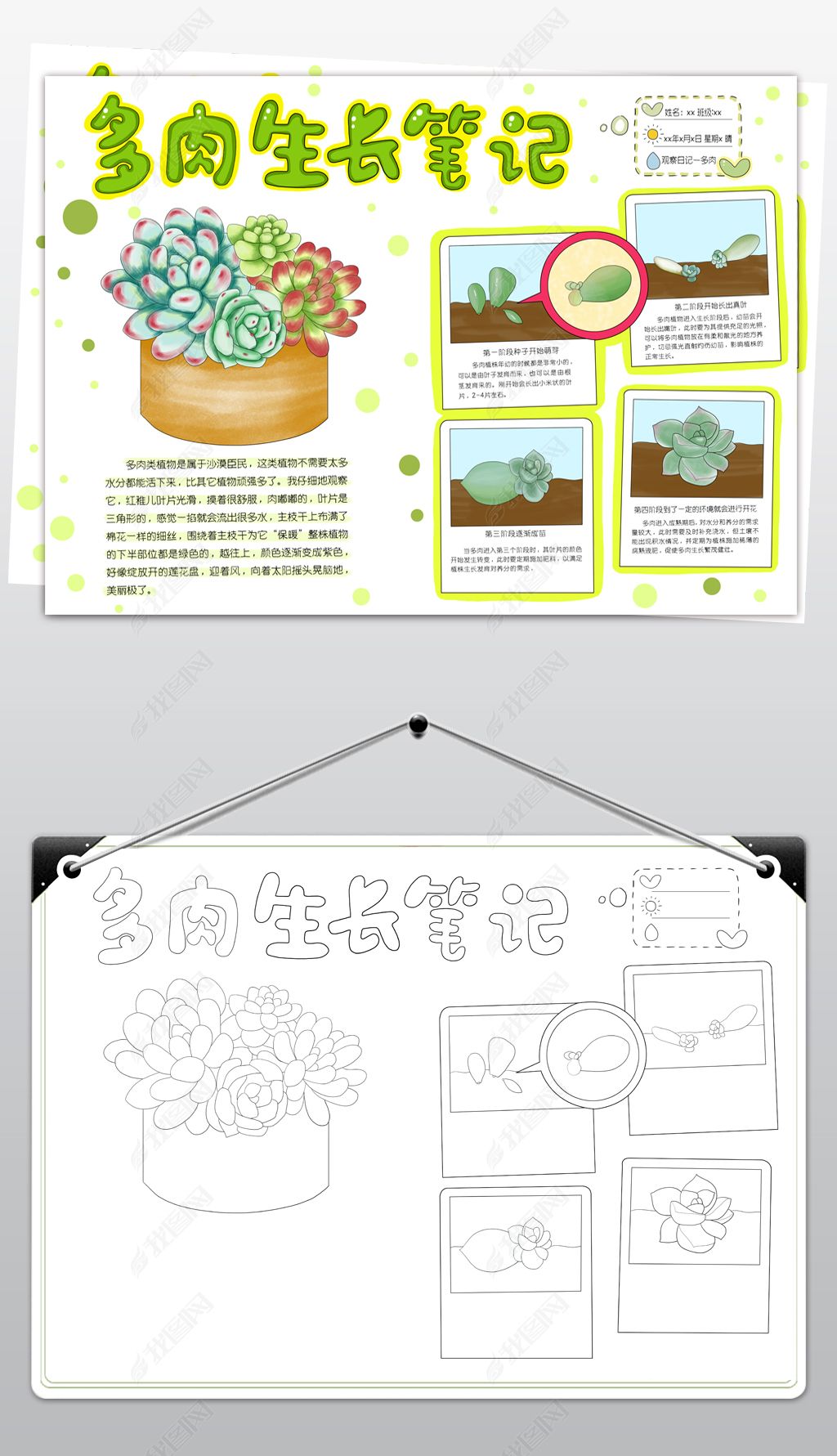 原创多肉生长笔记手抄报-版权可商用
