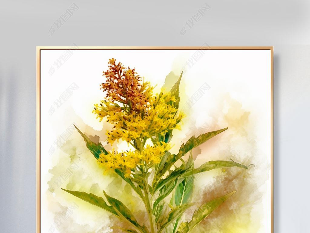 Solidago canadensis L ˮʷ ɫ 34 ϸͼ