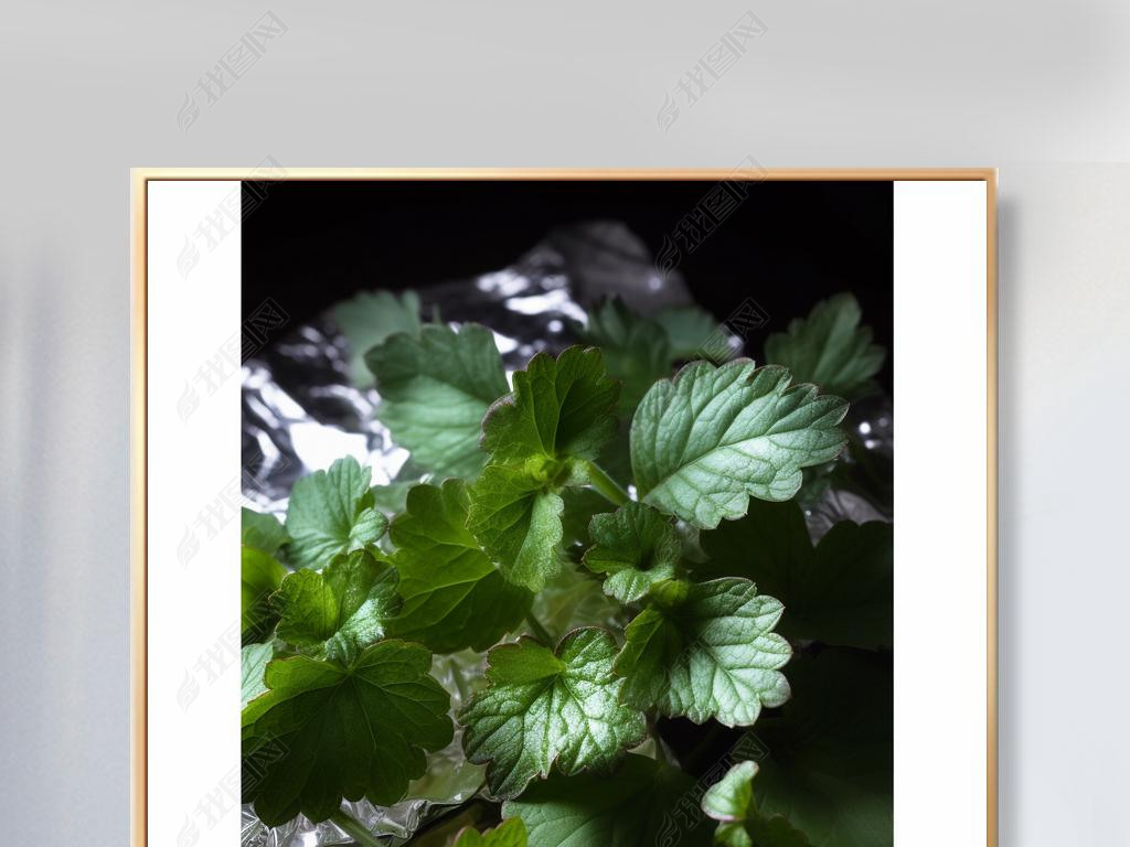 Lamium Maculatumϻƽ͸͹ѧЧ