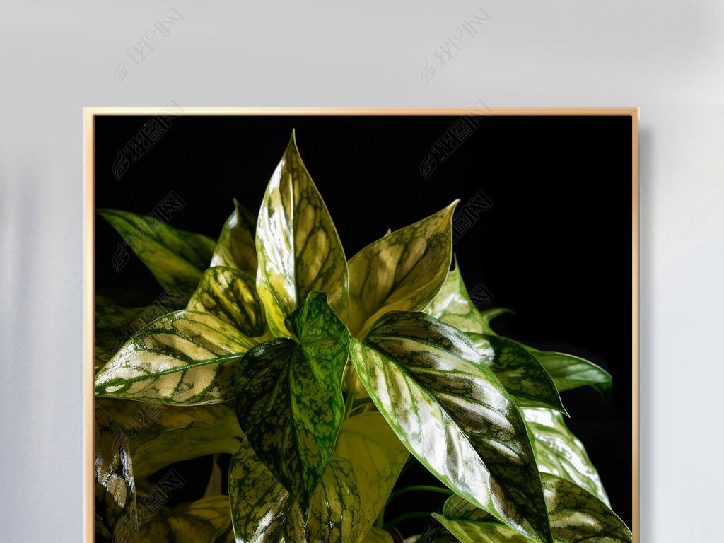 ͸͹յħ Aglaonema commutatum