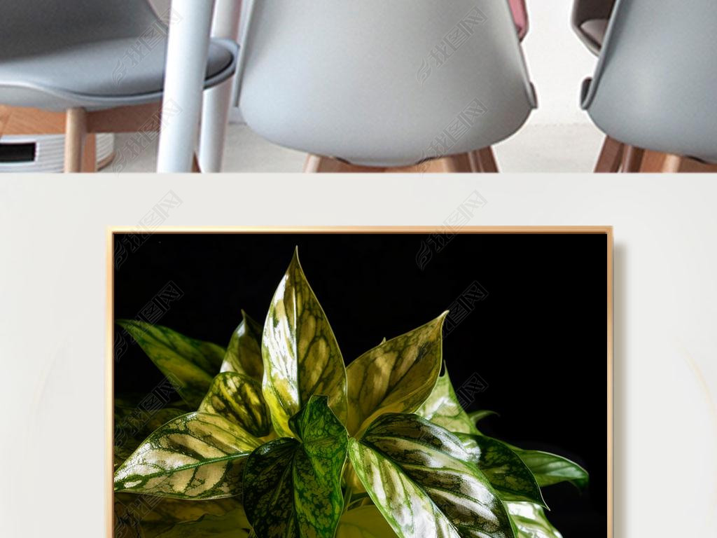 ͸͹յħ Aglaonema commutatum