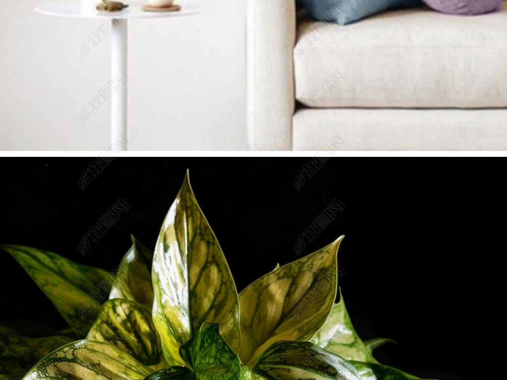 ͸͹յħ Aglaonema commutatum