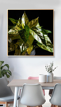 ͸͹յħ Aglaonema commutatum