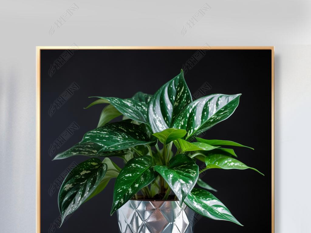 ϻƽAglaonema commutatum SchottĲ