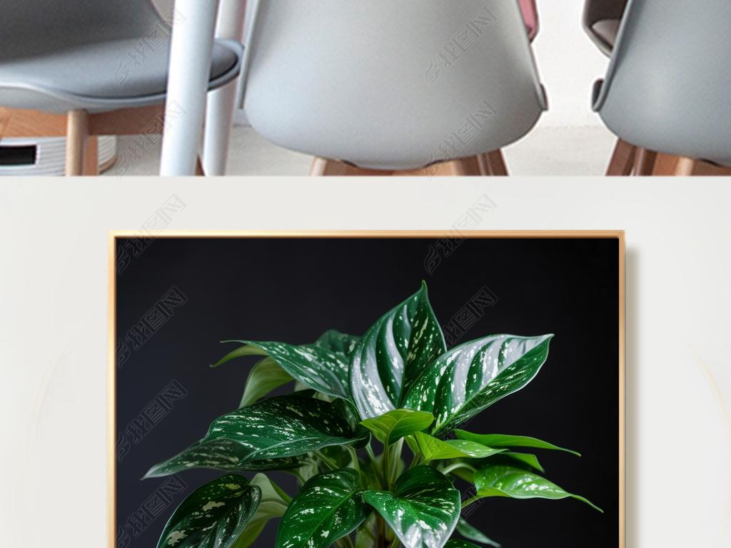 ϻƽAglaonema commutatum SchottĲ