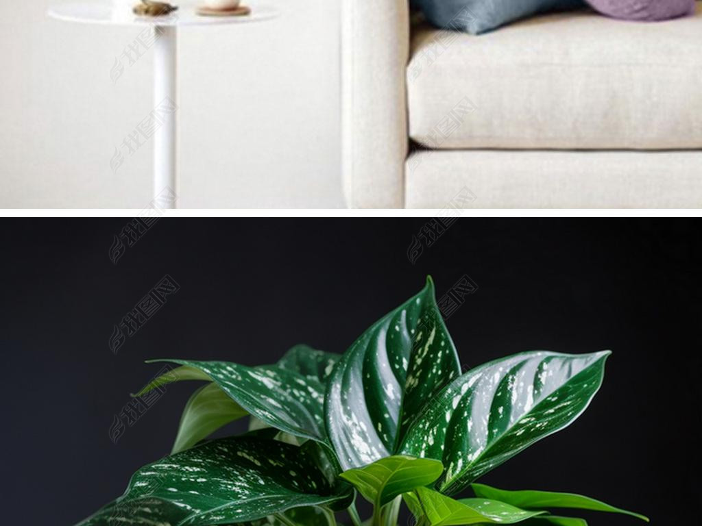 ϻƽAglaonema commutatum SchottĲ