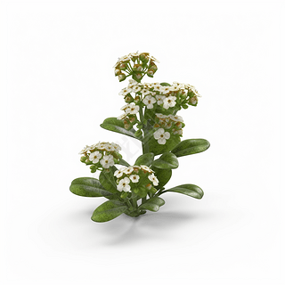 ׵׸ྰ ͼ Alyssum