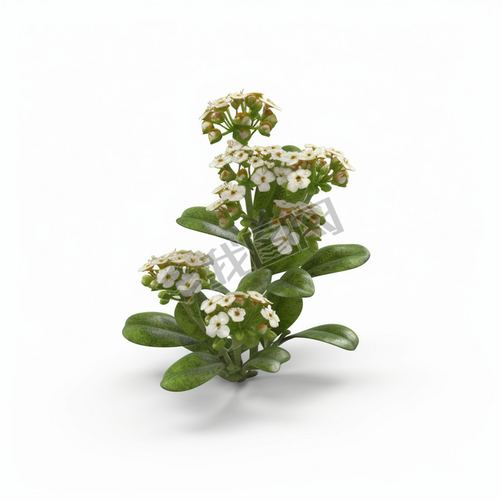 ׵׸ྰ ͼ Alyssum