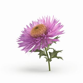 ϸʵƷչʾ  Aster  ɫ  ӽ