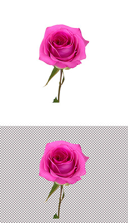 粉色玫瑰花植物花朵520情人节爱情告白(3)