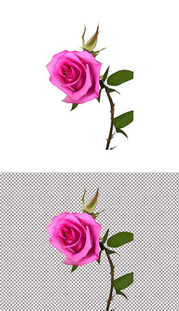 粉色玫瑰花植物花朵520情人节爱情告白(9)