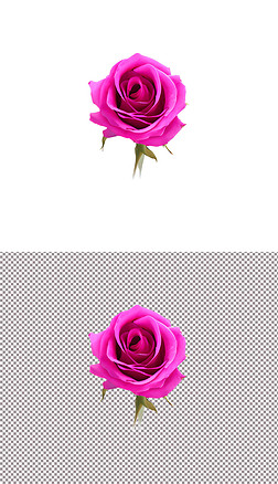 粉色玫瑰花植物花朵520情人节爱情告白(10)