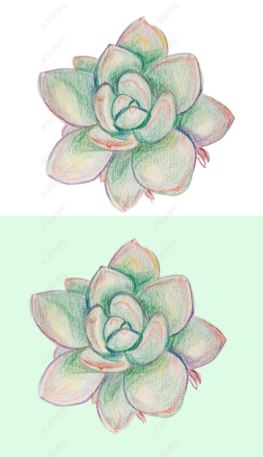多肉植物盆栽好养软萌彩铅笔画插画免抠元素